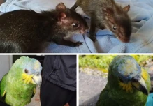 2 ciudadanos irán 8 meses a prisión por tenencia ilegal de vida silvestre