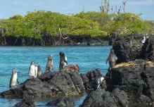 Gobierno crea equipo para la protección de las Galápagos