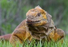 Avances científicos en Galápagos impulsan conservación de la iguana rosada 