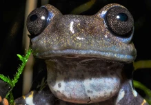 Una guía científica sobre ranas y sapos de los Andes del norte fue presentada