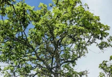 Expertos avanzan en proyecto para salvar planta endémica de Galápagos