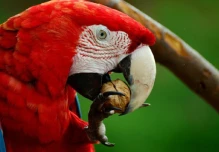 Ciudadano irá 3 años a prisión por delito contra flora y fauna silvestres