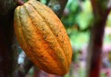 El precio del cacao cayó 19 %