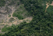 La ONU vincula al narcotráfico en asesinatos de indígenas y deforestación en Amazonía