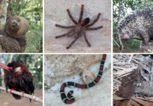 50 especímenes de vida silvestre fueron liberados en el Yasuní