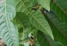 Una nueva especie de árbol fue descubierta en la Amazonía ecuatoriana 
