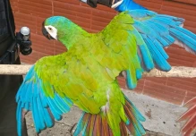 Recuperan aves y tortugas silvestres en controles contra el tráfico ilegal 