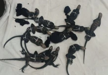 Capturan en Guayaquil a tres personas por tráfico ilegal de iguanas de Galápagos