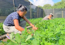 El cultivo de maní es promovido en Tena