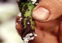 Ecuador activó alerta por posible hongo Fusarium R4T en banano