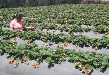 España busca 250 agricultores ecuatorianos