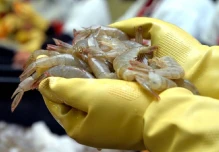 Ecuador batió récord de volumen de camarón exportado en 2023