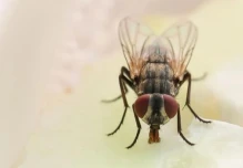 Hallan en Ecuador a especie de mosca registrada antes en Brasil, Costa Rica y Venezuela 