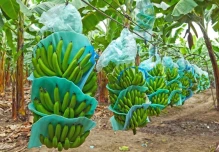 Ecuador busca ampliar mercado bananero en Japón