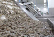 El modelo del camarón en Ecuador: una ruta de diversificación que mira Nigeria