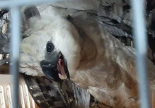 Águila arpía es rescatada en Pacayacu, Ecuador