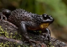 Justicia ordena suspender carretera en Cotopaxi por riesgo a especie endémica
