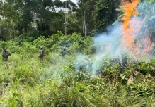 El Ejército destruyó 10.000 plantas de coca en Sucumbíos