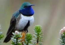 Nueva especie de ave se descubre en Ecuador después de 18 años; está clasificada como en peligro crítico