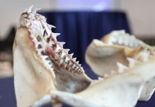 Una guía sobre las especies de tiburones en Ecuador fue presentada