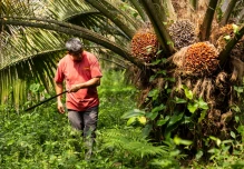 En Joya de los Sachas se analizó la producción de aceite de palma