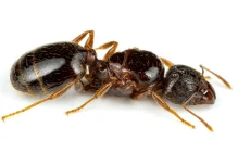 Una de las peores especies de hormigas invasoras fue hallada en Ecuador