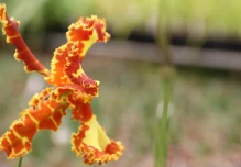 El Pangui, ‘Orquídea de la Amazonía’