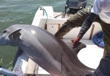 Rescatan a un delfín malherido y atrapado en redes de pesca en el Golfo de Guayaquil