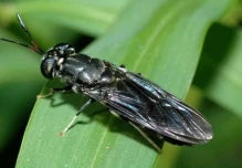 Investigadores estudian la capacidad de una mosca para biotransformar residuos