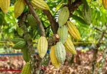 Ecuador impulsa cacao y café libres de deforestación para fortalecer exportaciones a Europa