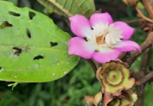 Ecuador descubre tres nuevas especies de plantas y raros métodos de polinización