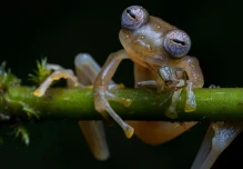 Ecuador entra en informe científico global por nuevos hallazgos de biodiversidad 