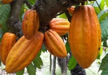 Ecuador apunta a ser el segundo productor mundial de cacao