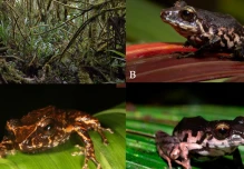 Una nueva especie de rana fue descubierta en Pastaza y Napo