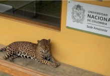 Rescatan a un jaguar herido en la Amazonia colombiana