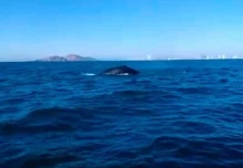 Un singular avistamiento de ballena azul fue reportado frente a costas de Manabí