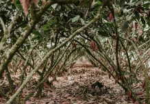 Calor extremo presiona al agro y podría impactar la producción en Ecuador