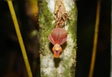 Nueva especie de orquídea fue identificada entre Perú y Ecuador