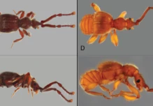12 nuevas especies de escarabajos fueron descritas en Ecuador