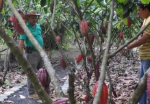El brillo de la pepa de oro reluce en el campo

