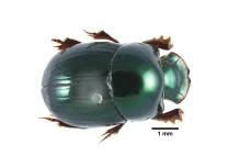 Identifican 62 especies de escarabajos clave para el equilibrio ecológico de la Amazonía ecuatoriana