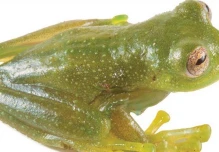 Descubren en la Amazonía ecuatoriana una nueva especie de rana de cristal