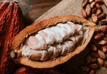El cacao se extendió desde la Amazonía ecuatoriana hace 5.000 años