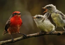 La población de pájaros brujos aumenta en isla Santa Cruz