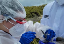 Los casos de gripe aviar en fauna silvestre de Galápagos disminuyen