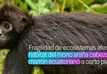 Fragilidad de los ecosistemas afectará el hábitat del mono araña de cabeza marrón ecuatoriano 