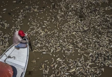 Sequía en la Amazonía y temperaturas récord provocan muerte de toneladas peces en Brasil