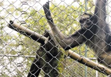 Los casos de tráfico de fauna se repiten en diversas zonas