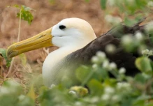 Violencia en el mar complica la protección de aves marinas en Ecuador