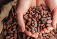 El precio del cacao cayó a $ 9,782,50 por tonelada